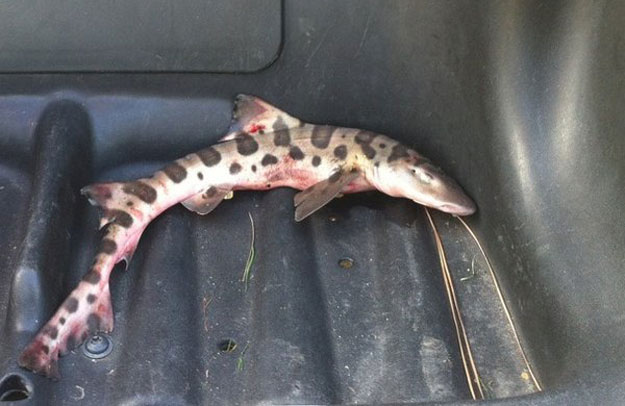 golfcourseshark