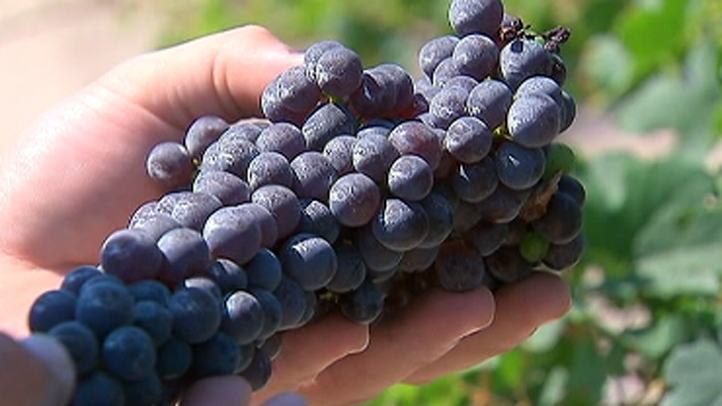 grapes_vineyard_winefest