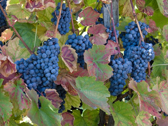 grapes_winery