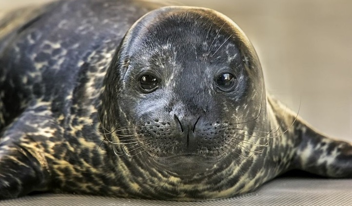 First Male Harbor Seal Born at the Aquarium – NBC Los Angeles