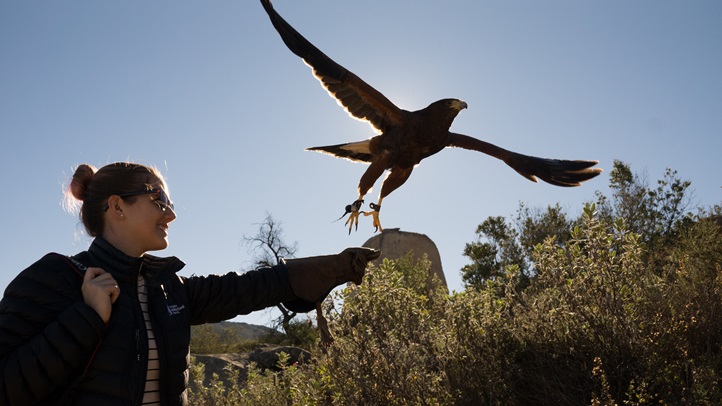 hawk_walk_sky_falconry-194342