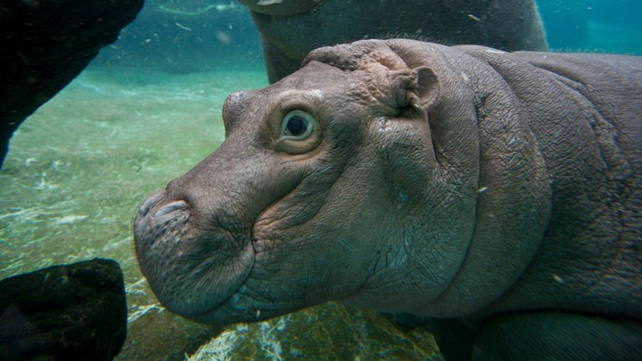 hipposandiegozoo1
