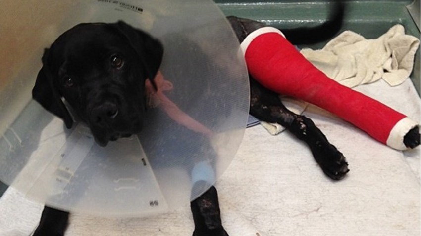 Dog Seriously Injured by Hit-and-Run Driver in Chula Vista – NBC Los Angeles