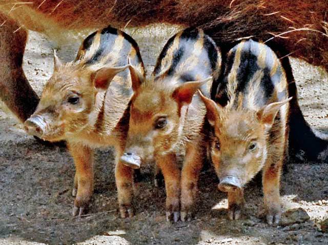 babies-hog-the-spotlight-at-la-zoo-nbc-los-angeles
