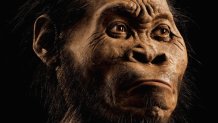 Human Ancestor