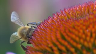 abeille miel générique