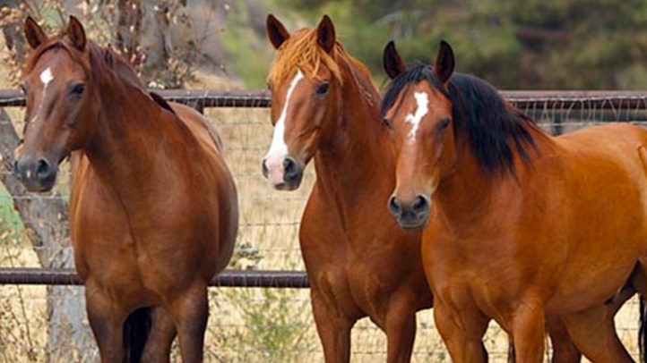 horsefundraiser192812812