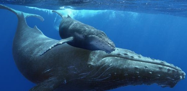humpback-whales-3d-mom-and-calf