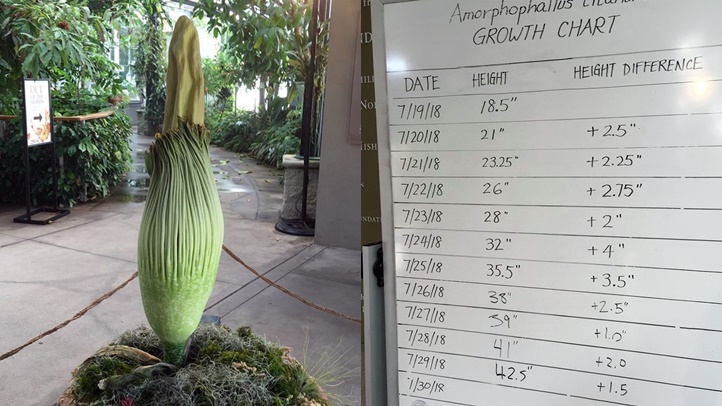 huntingtonjuly2018corpseflower