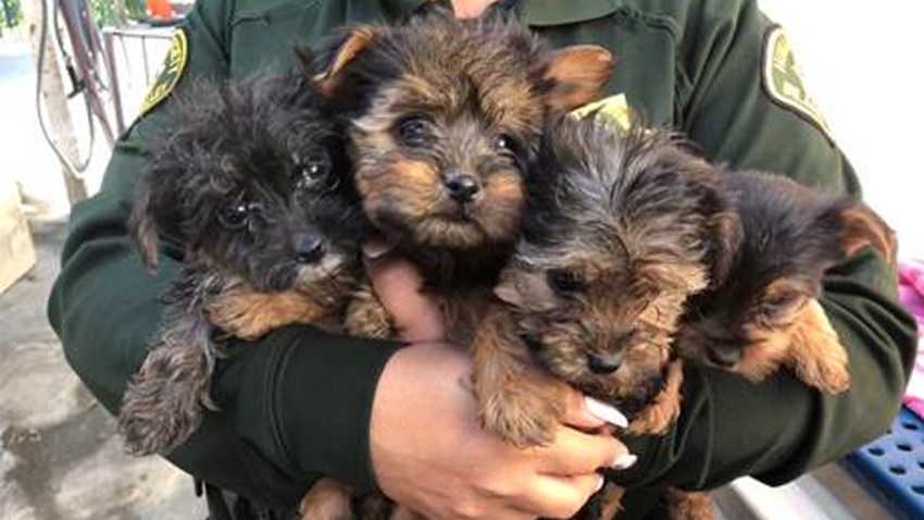 ie ontario pet rescue