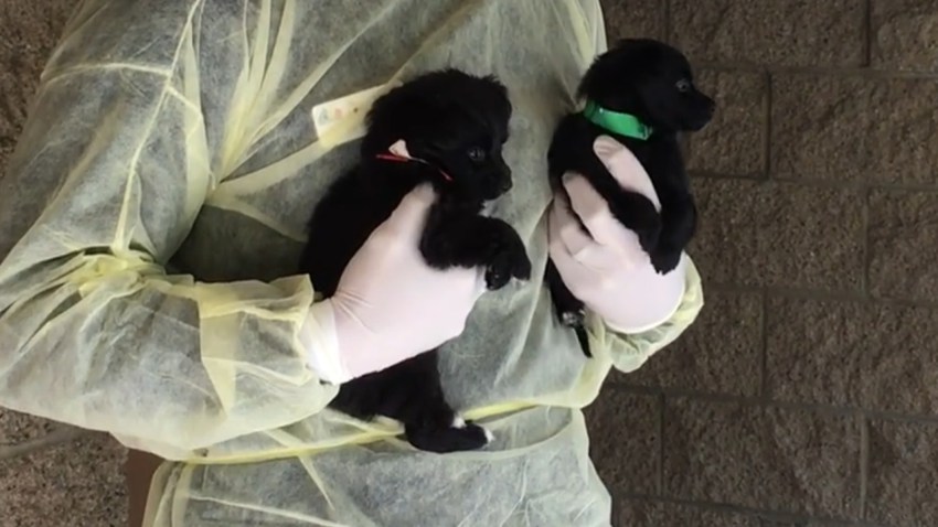 irvine-sick-puppy-sales