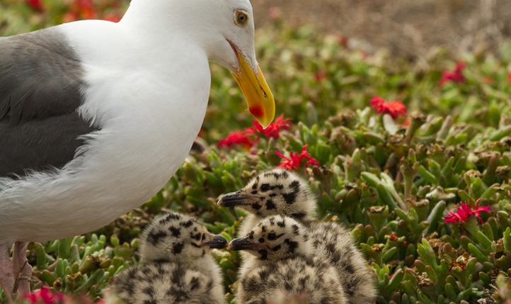 islandpackersbird14