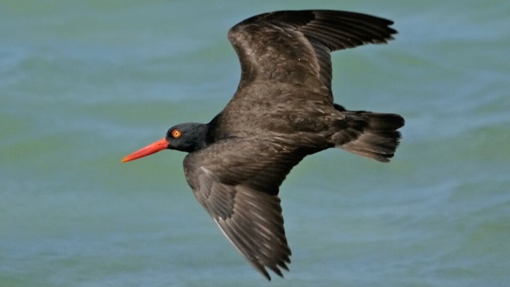 islandpackersbirding029323