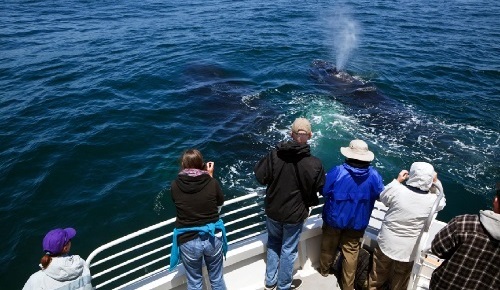 islandpackerswhalewatchingsbchannel1