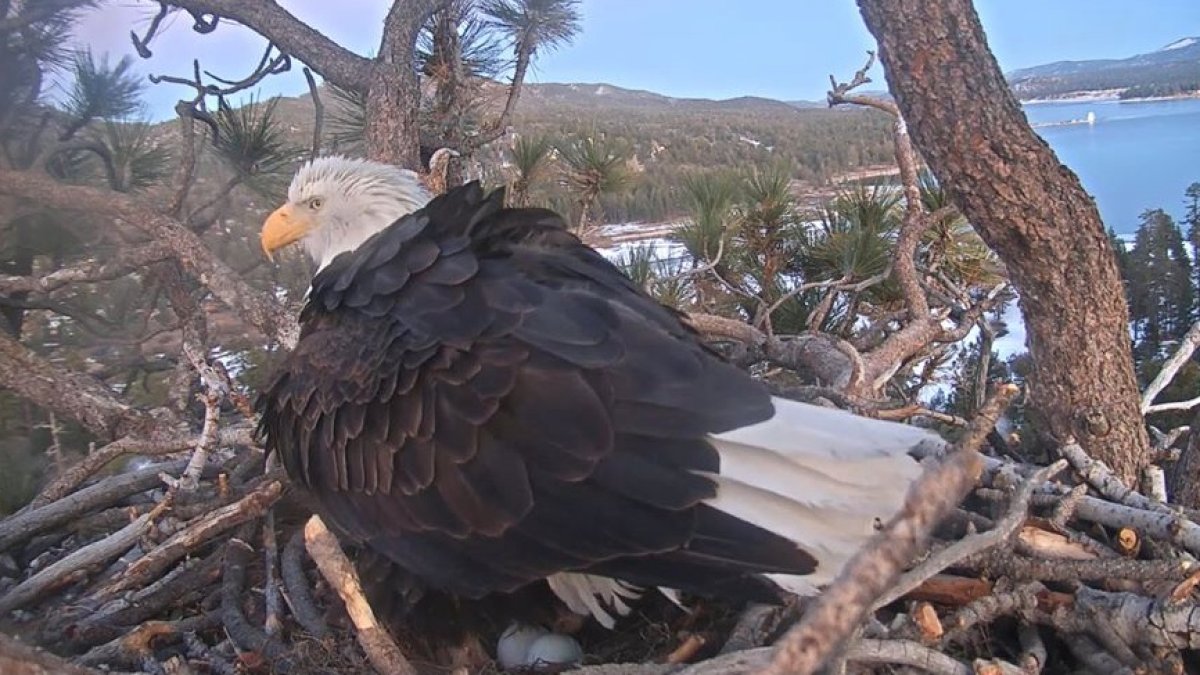 Big Bear bald eagle lays first egg of 2023 – San Bernardino Sun