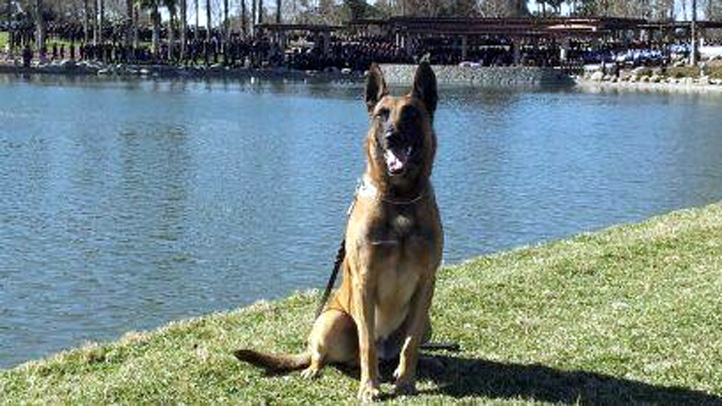 K9 Bruno, Anaheim Police Department, California
