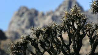 joshuatree