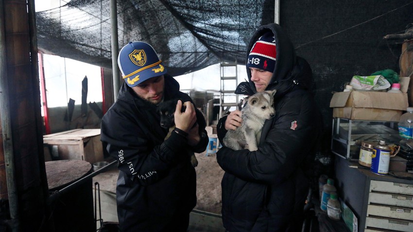 South Korea Kenworthy Korean Dog Rescue