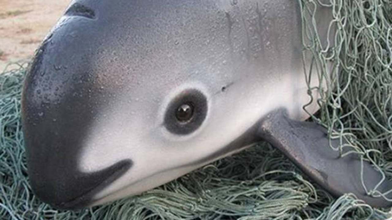 Nearly one out of every five vaquitas (pictured) get entangled and drown in gillnets intended for other marina species like the totoaba, a critically endangered fish also found in the upper Gulf of California, according to the World Wildlife Fund.