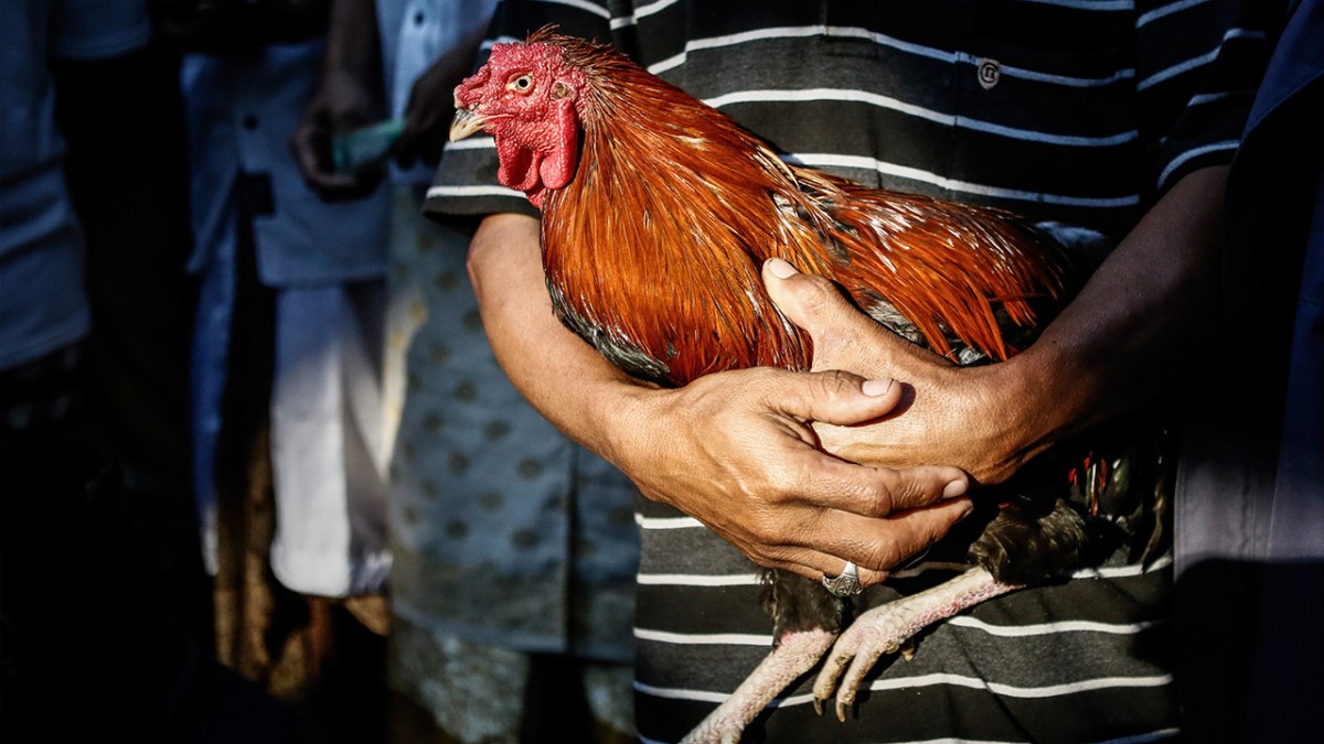 LA County OKs Law Limiting Rooster Ownership NBC Los Angeles