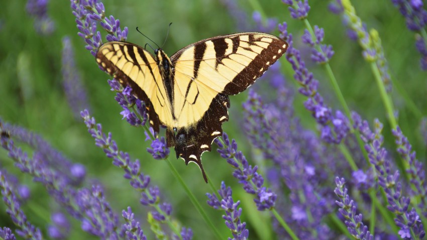 lavender016