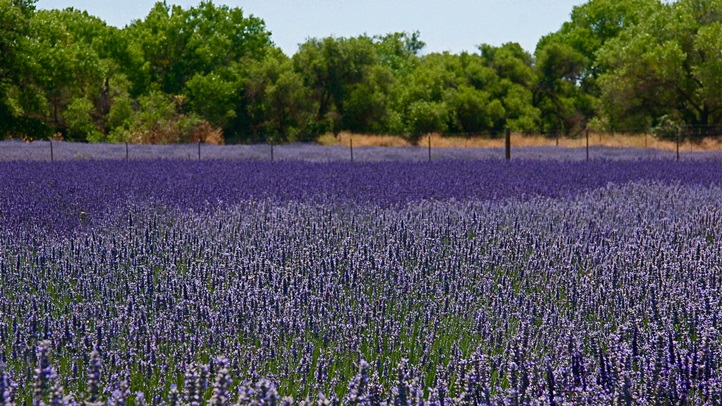 lavfieldCredit_CentralCoastLavender2
