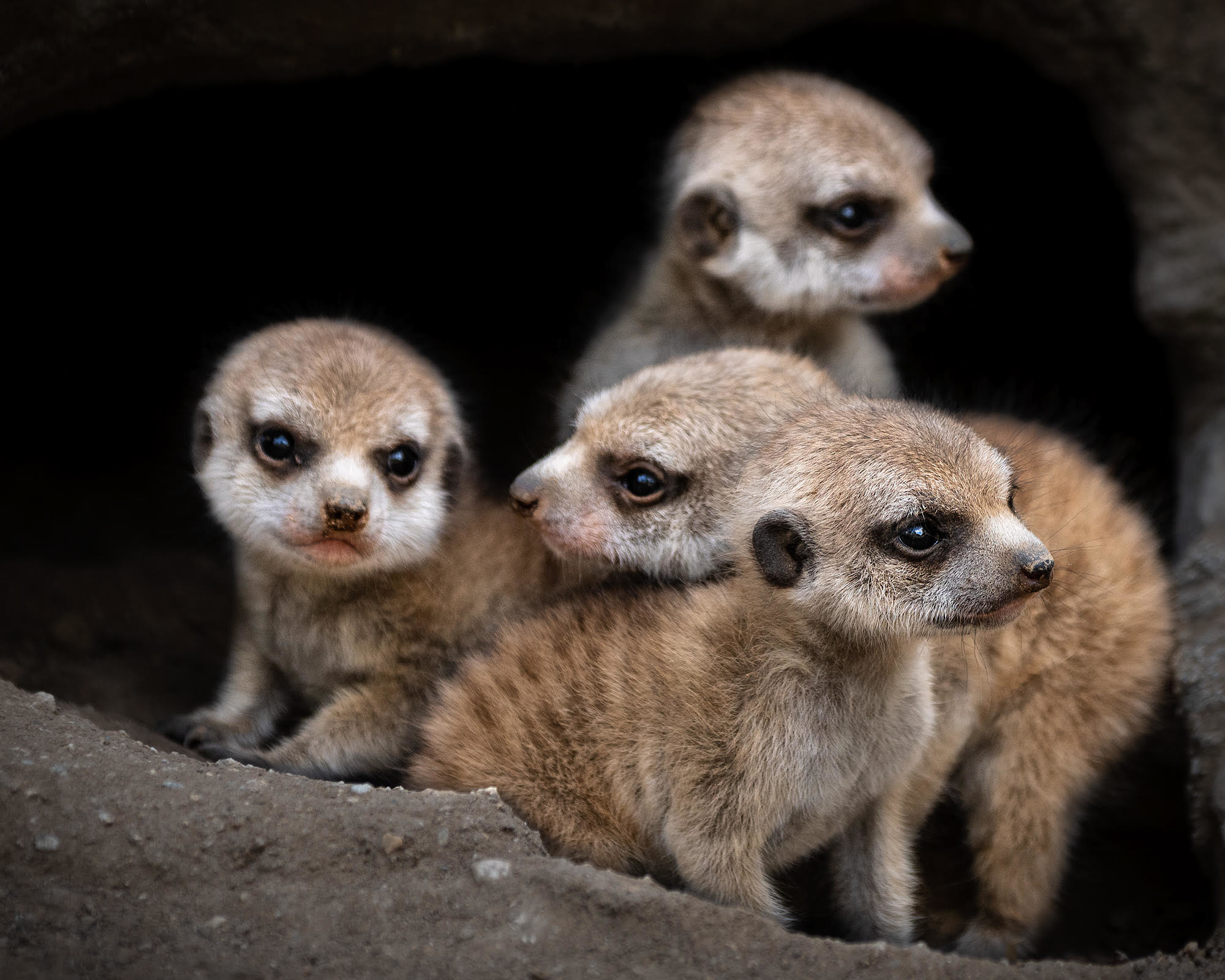 Baby Meerkats Debut At LA Zoo NBC Los Angeles baby-meerkats-debut-at-la-zoo-nbc-los-angeles