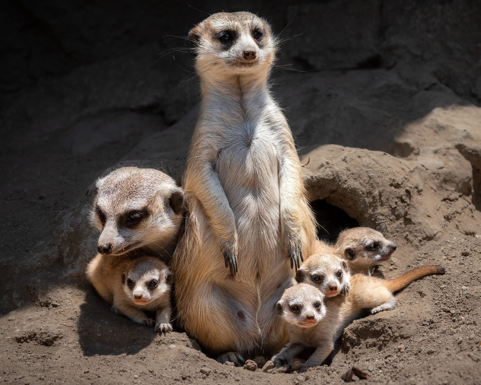 Baby Meerkats Debut At LA Zoo NBC Los Angeles Baby Meerkats Debut At LA Zoo NBC Los Angeles