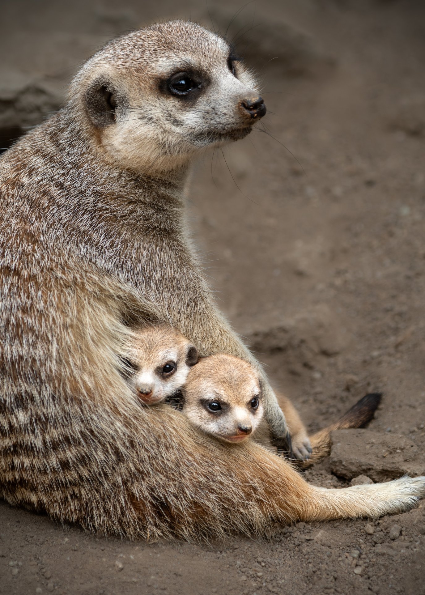 Baby Meerkats Debut At LA Zoo NBC Los Angeles baby-meerkats-debut-at-la-zoo-nbc-los-angeles