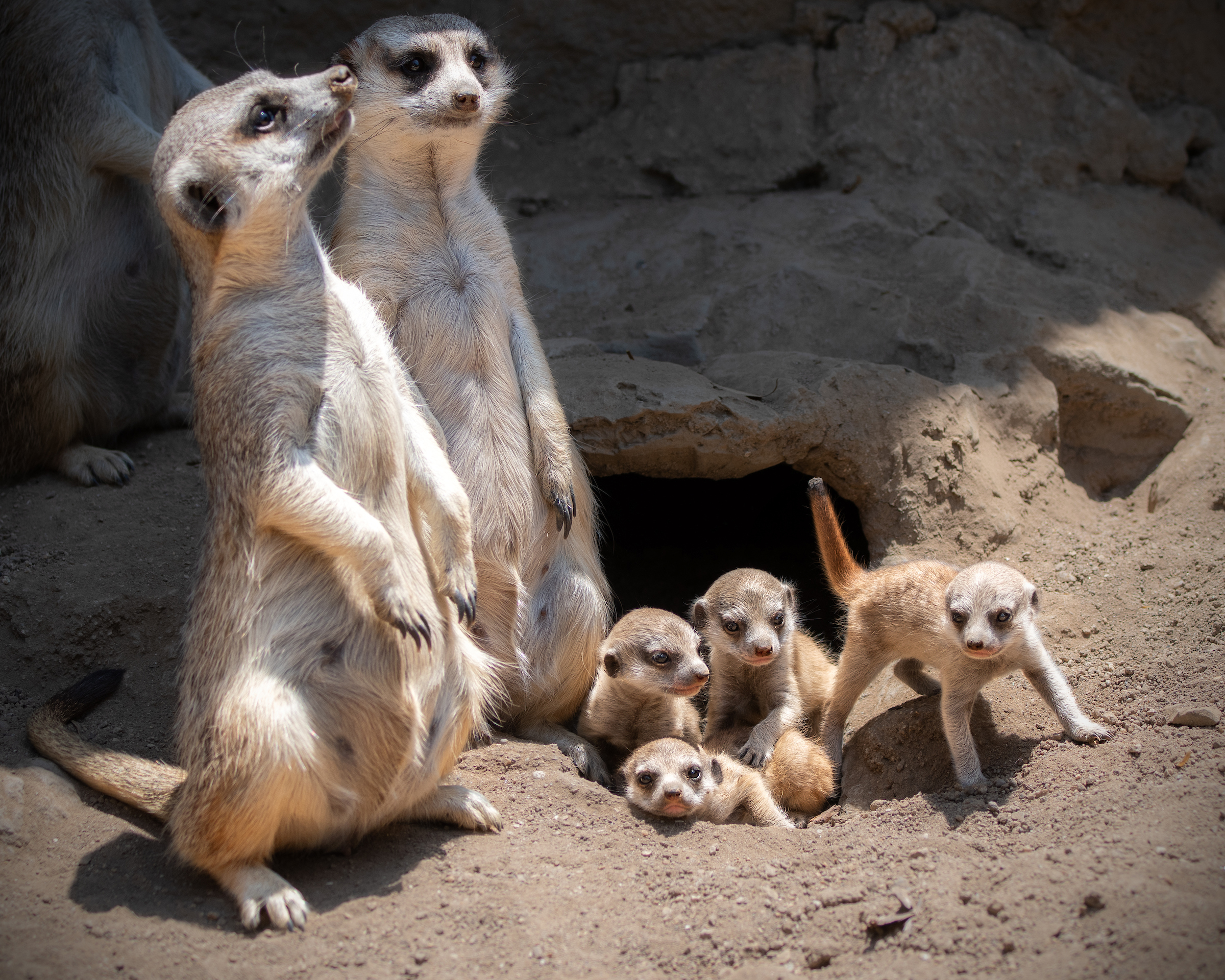 porcelain meerkats