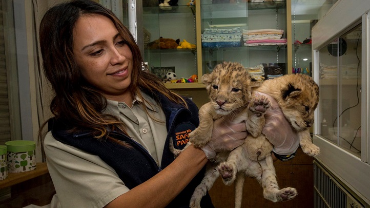 lioncubsafaripark4