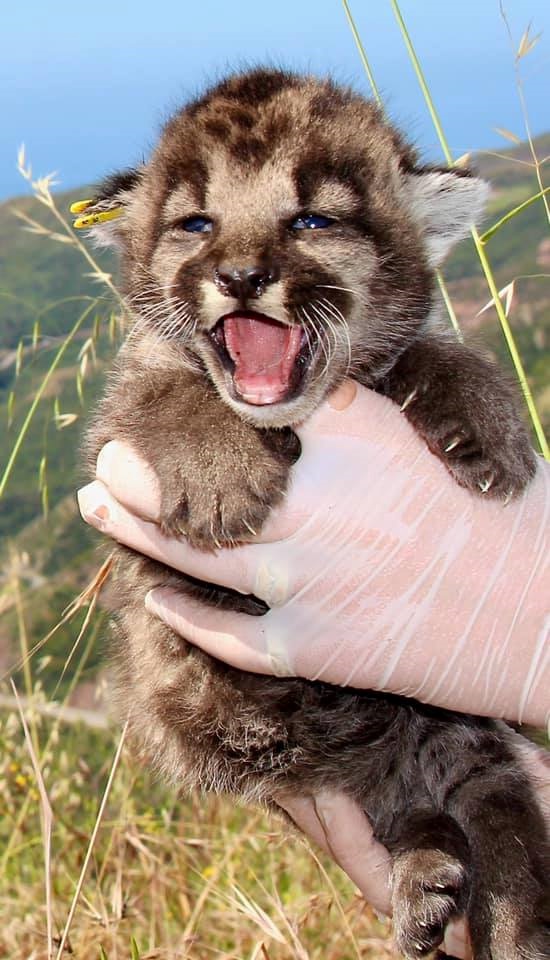 Three Cute Cubs Born to a Local Mountain Lion – NBC Los Angeles