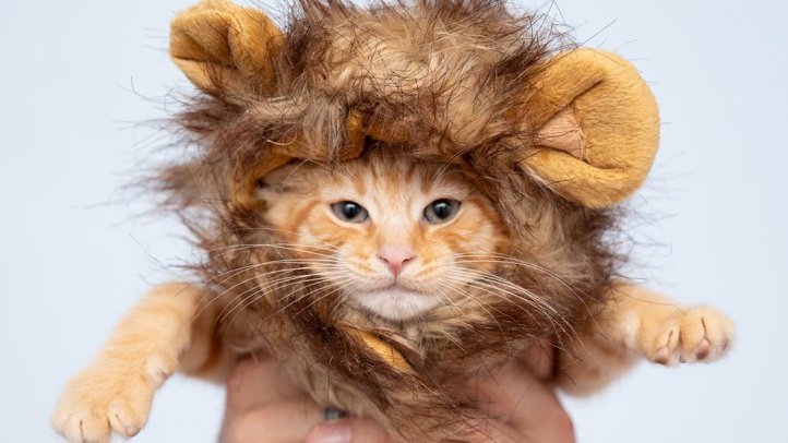 lionkingbestfriends123