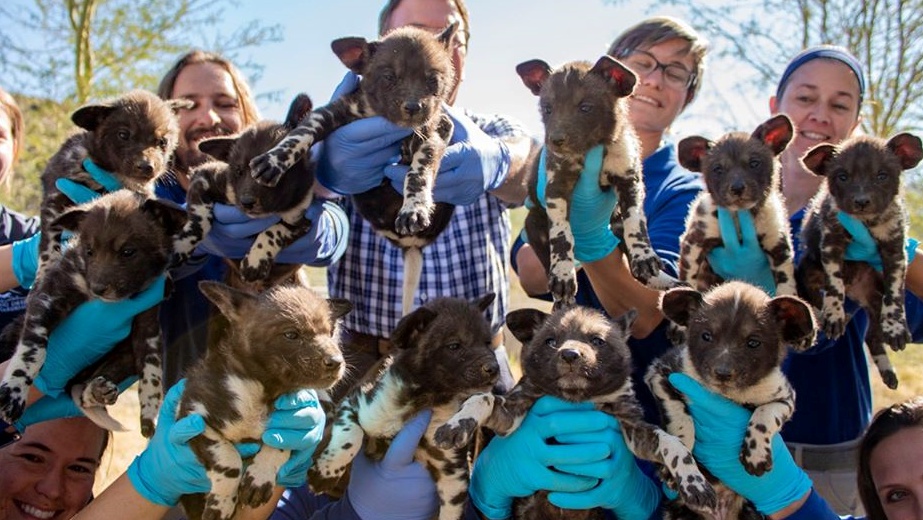 Endangered African Wild Dog Pups 'Thriving' in Palm Desert - NBC Los Angeles