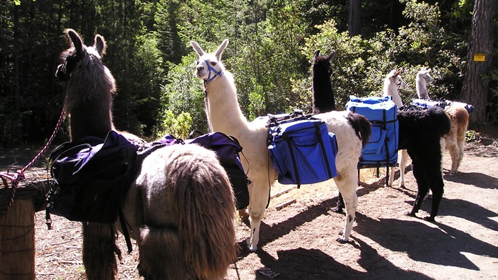 llamatrekmendo