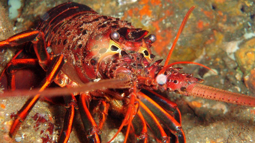 lobster12