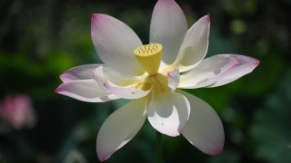 lotus flower 13