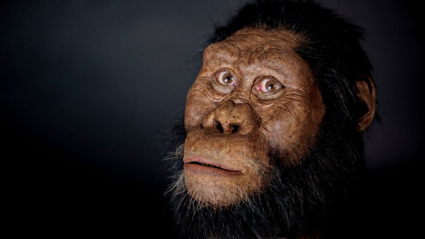 Lucy Ancestor