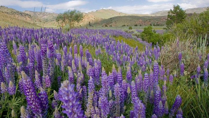 lupinemonocounty1