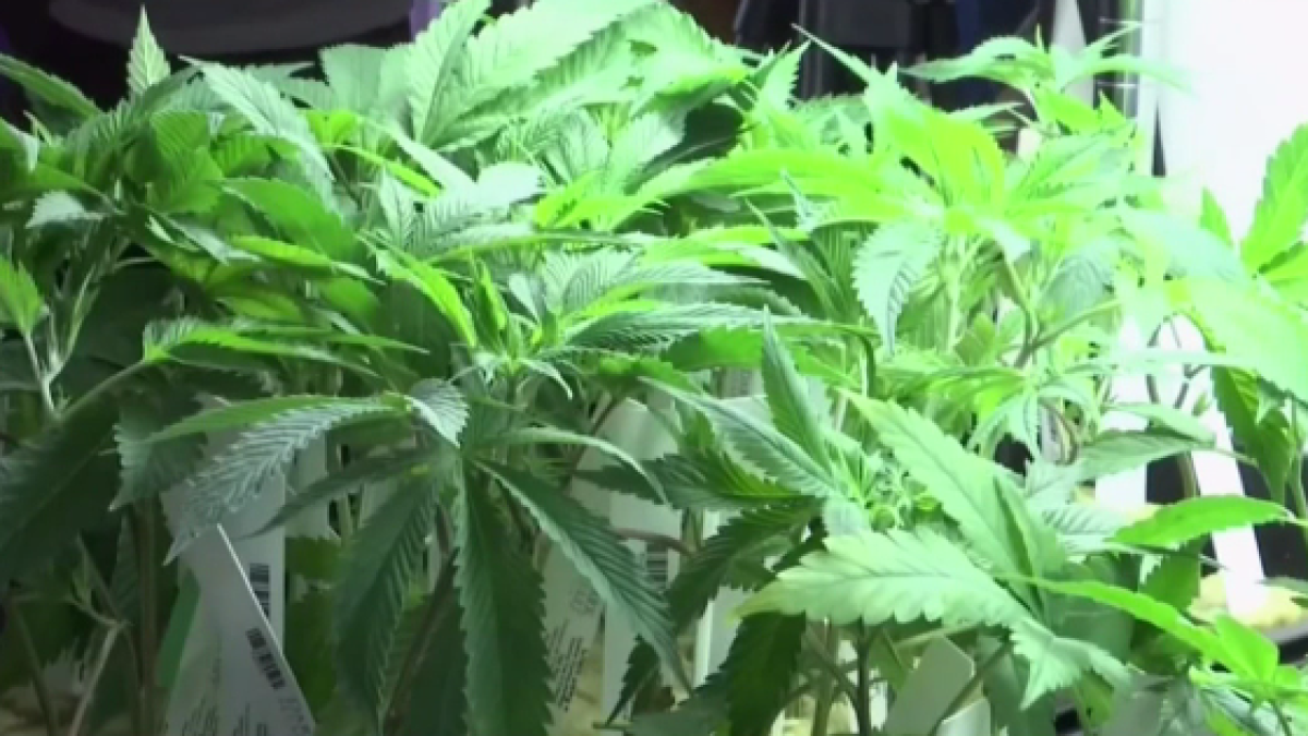 Illegal Pot Grows in San Bernardino Are an ‘Environmental Time Bomb