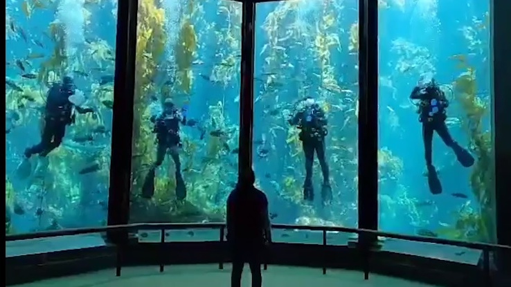 This Aquarium Cam Caught A Quartet Of Cleaning Divers Nbc Los Angeles