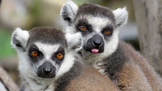 meerkatssafarisantarosa