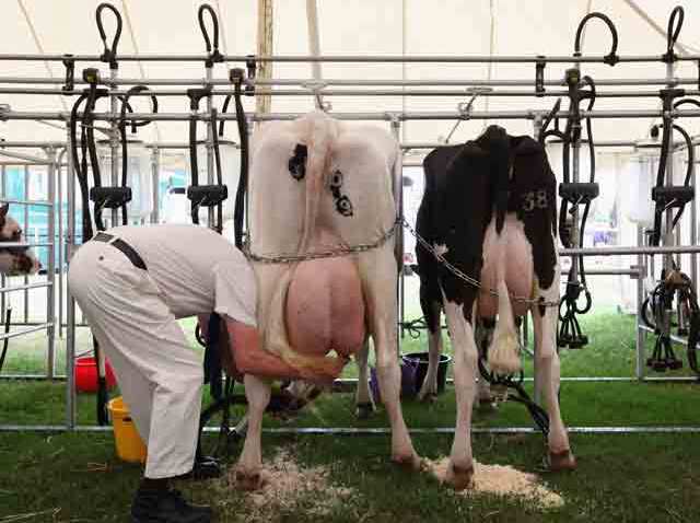 Milking a Cow