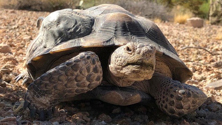 mojavemaxemergence20182019