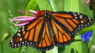 monarch1