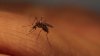 Mosquitoes are biting you more in Southern California this year. Here's why