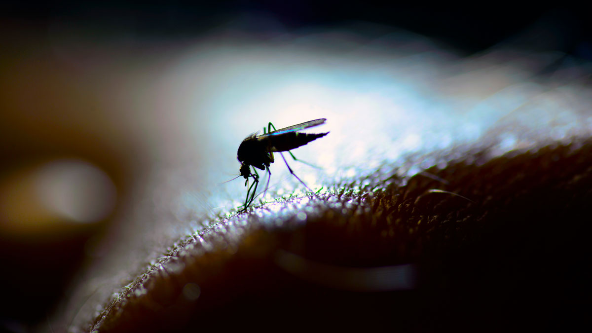 Viral Flu-Like Disease Confirmed in La Quinta Mosquitoes - NBC Southern California