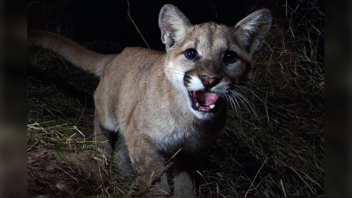 Rodent Poison Found in Two Dead Southern California Mountain Lions ...