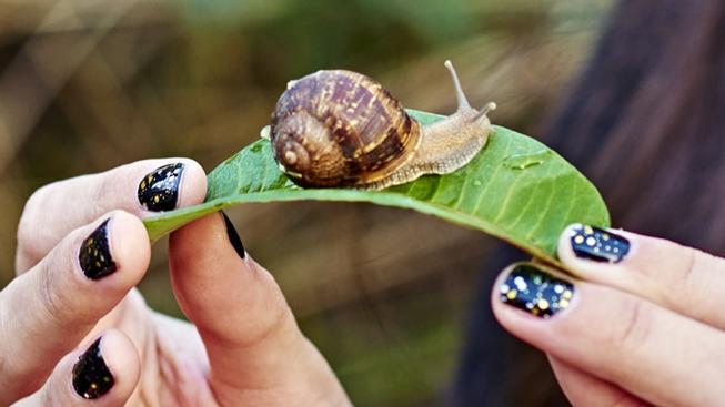 naturechallengeSLIME_projectq