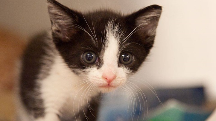nklakittenadoption